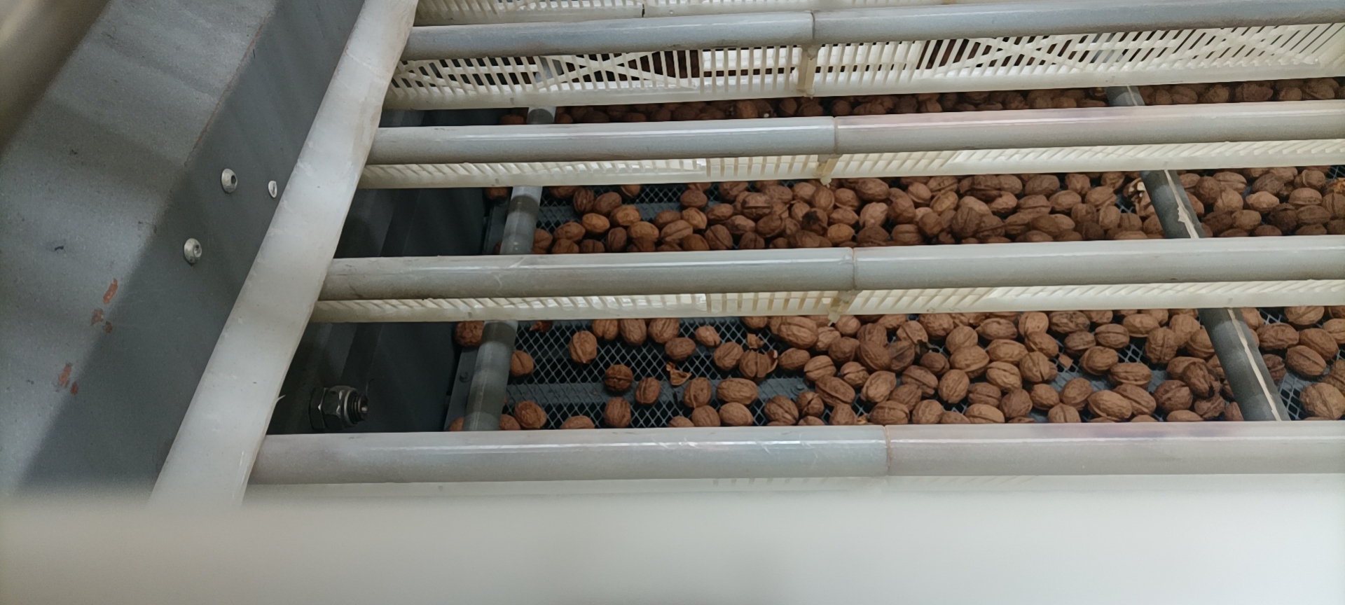 核桃加工交钥匙工程工程现场